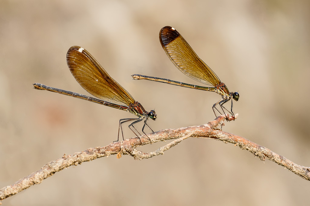 Calopteryx haemorrhoidalis